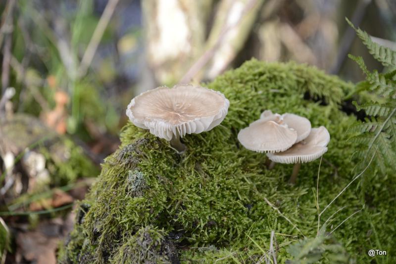 _DSC9090.JPG