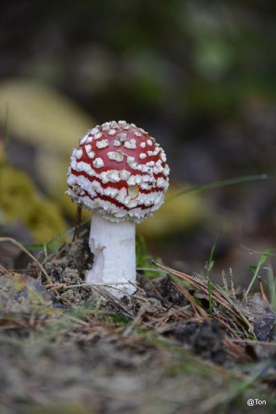 _DSC9124.JPG