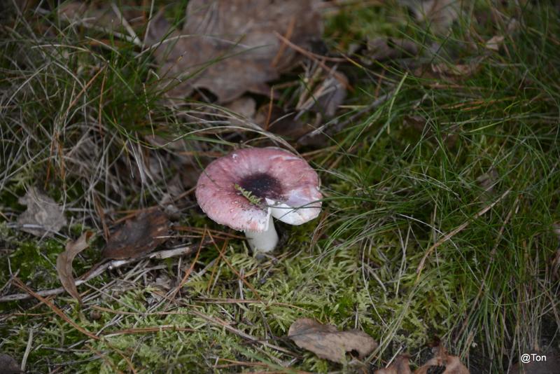_DSC9143.JPG
