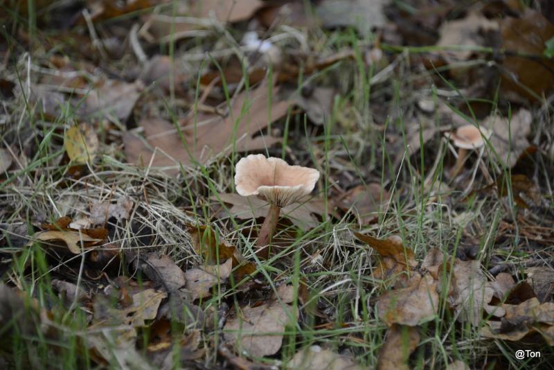 _DSC9147.JPG