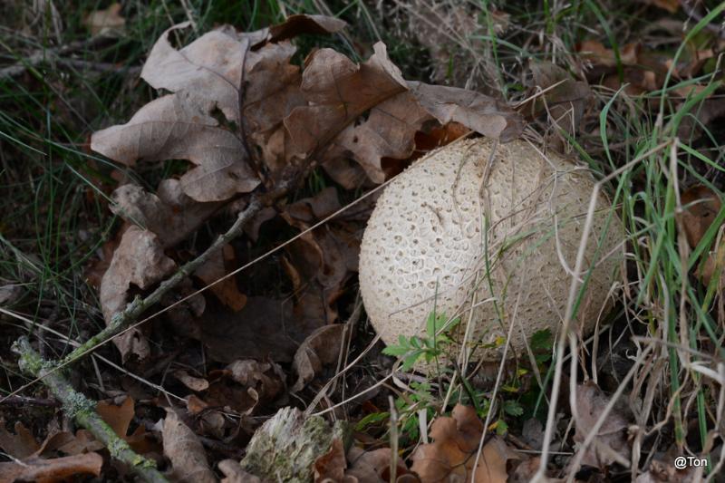 DSC_8309.JPG - Aardappelbovist