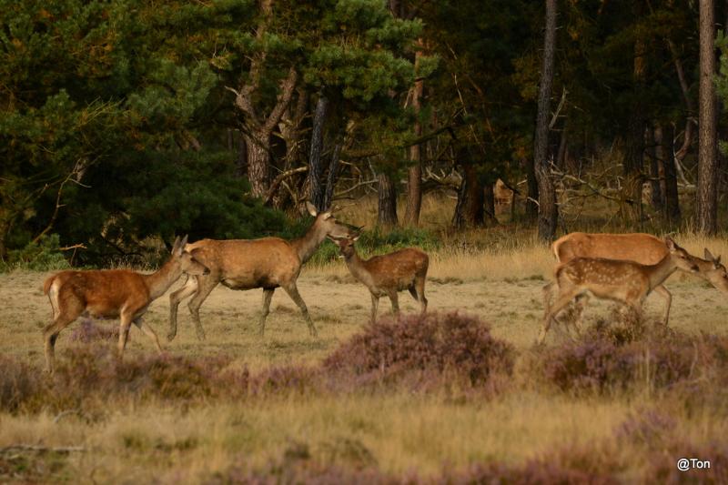 _DSC6794.JPG - Hinde en kalfjes