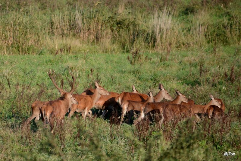 DSC_7596.JPG - Edelhert met zijn roedel in het Weerterbos