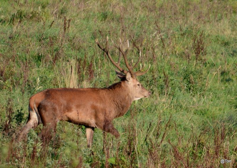 DSC_7600.JPG - Edelhert