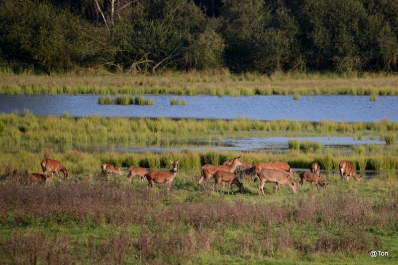 DSC_7635.JPG - 14 hindes