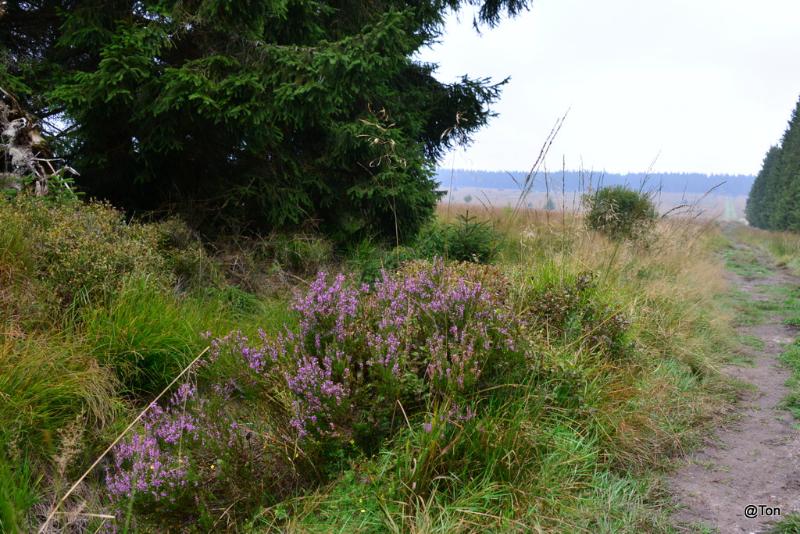 DSC_6024.JPG