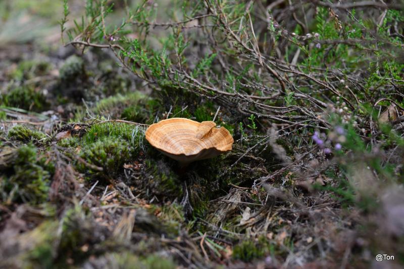 DSC_5299.JPG - Tolzwam