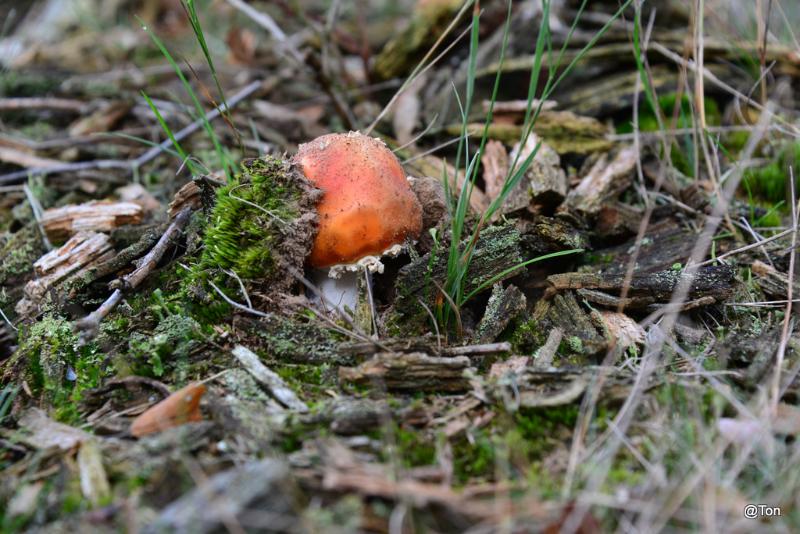 DSC_5454.JPG - vliegenzwam