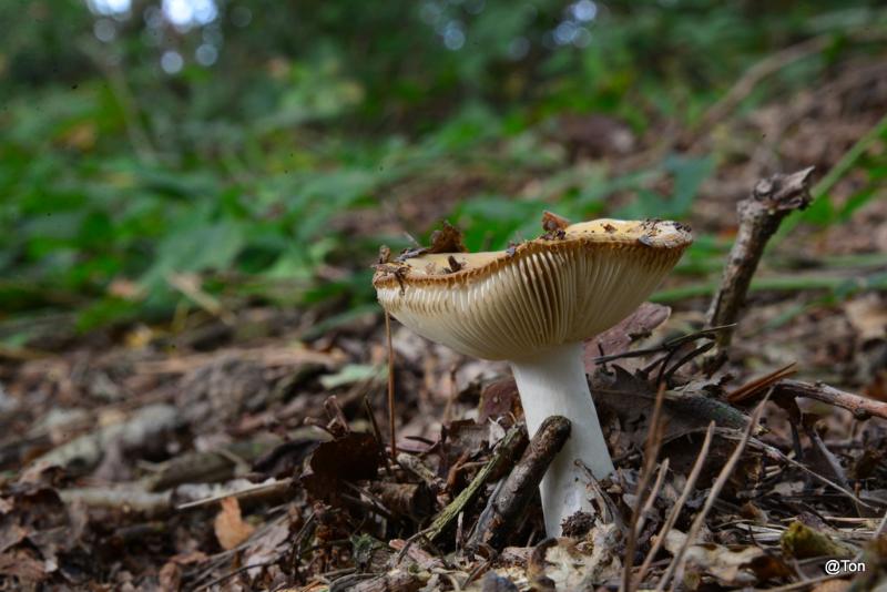 DSC_5604.JPG - Geelwitte russula
