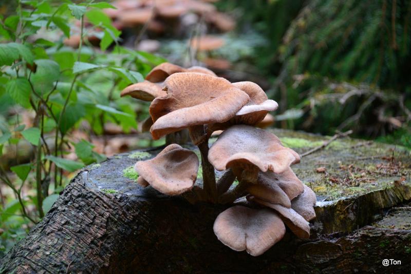 DSC_5867.JPG - Honingzwam
