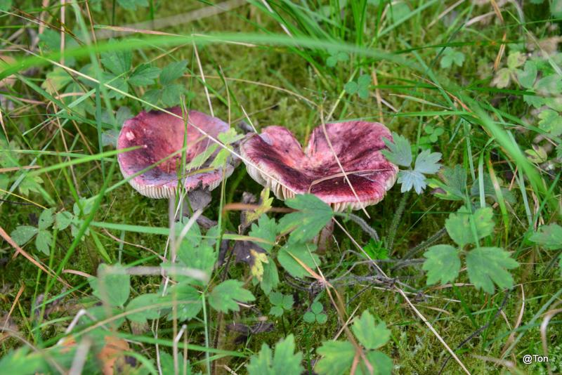 DSC_5892.JPG - Russula