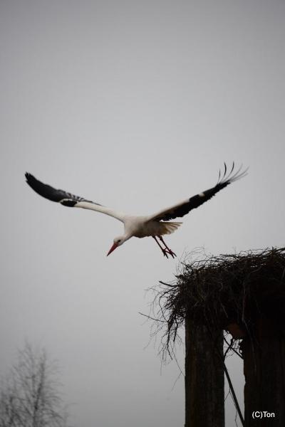 DSC_4341.JPG - ooievaar