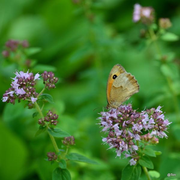 DSC_9746.JPG