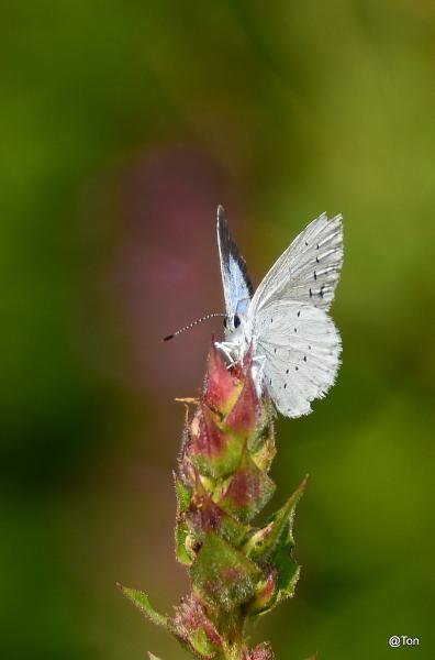 DSC_0622.JPG - Boomblauwje