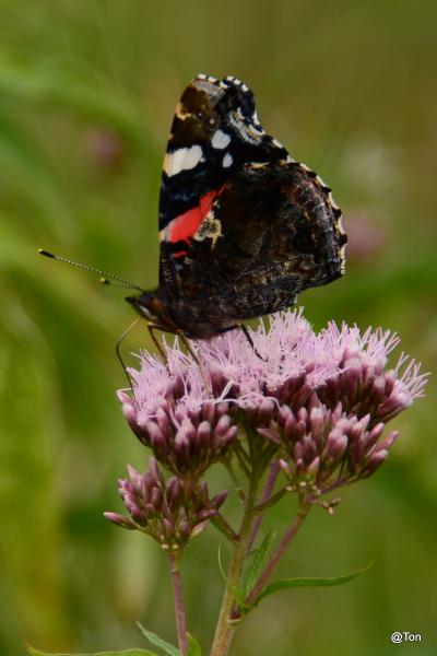 DSC_0633.JPG - Atalanta