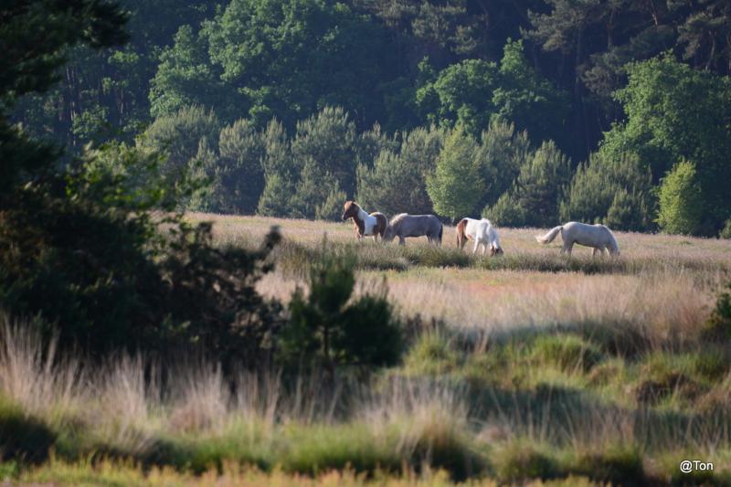 DSC_7483.JPG - IJslandse pony's bij Het Goor
