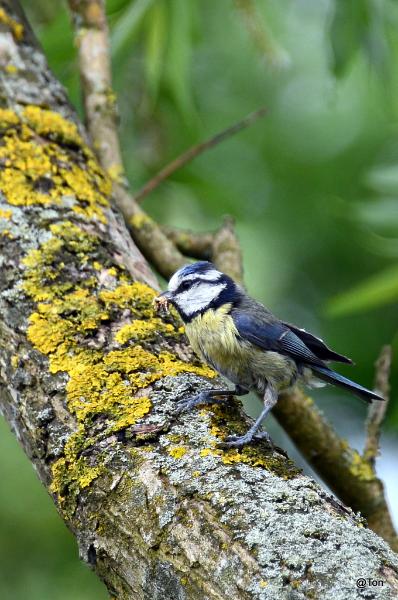 Pimpelmeesje_DSC_7175.jpg