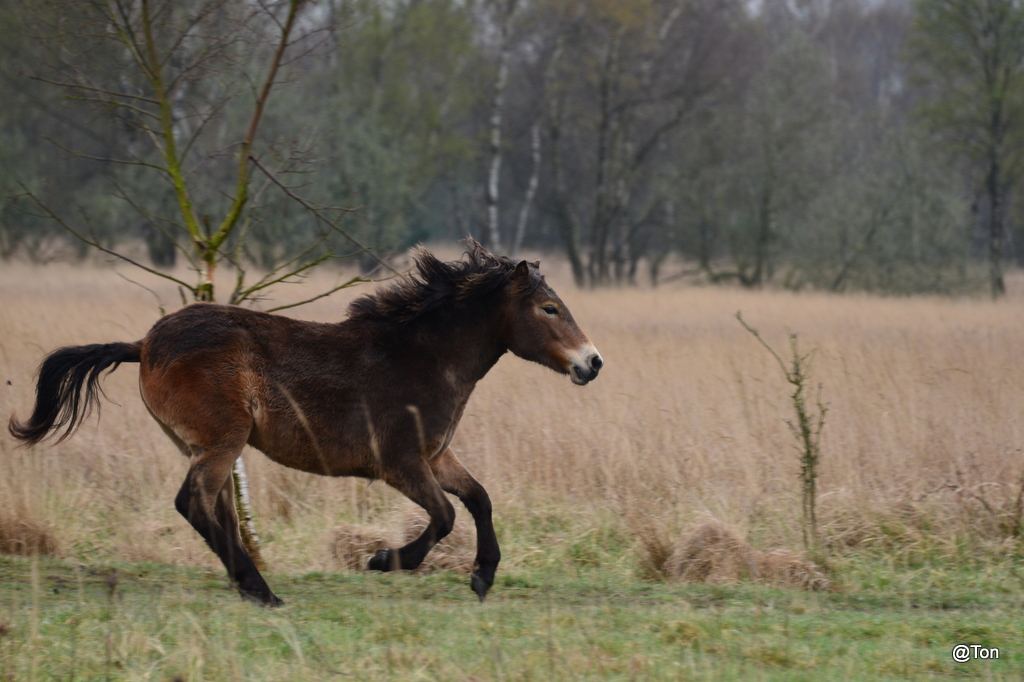 DSC_0405.JPG - Exmoor pony in volle draf