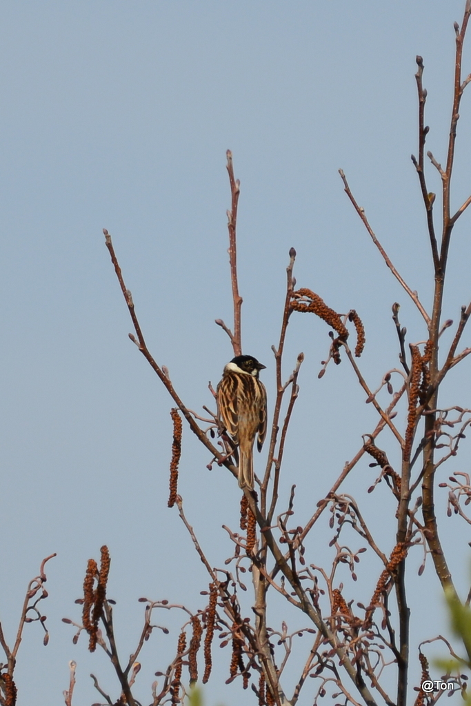 DSC_9181.JPG - rietgors