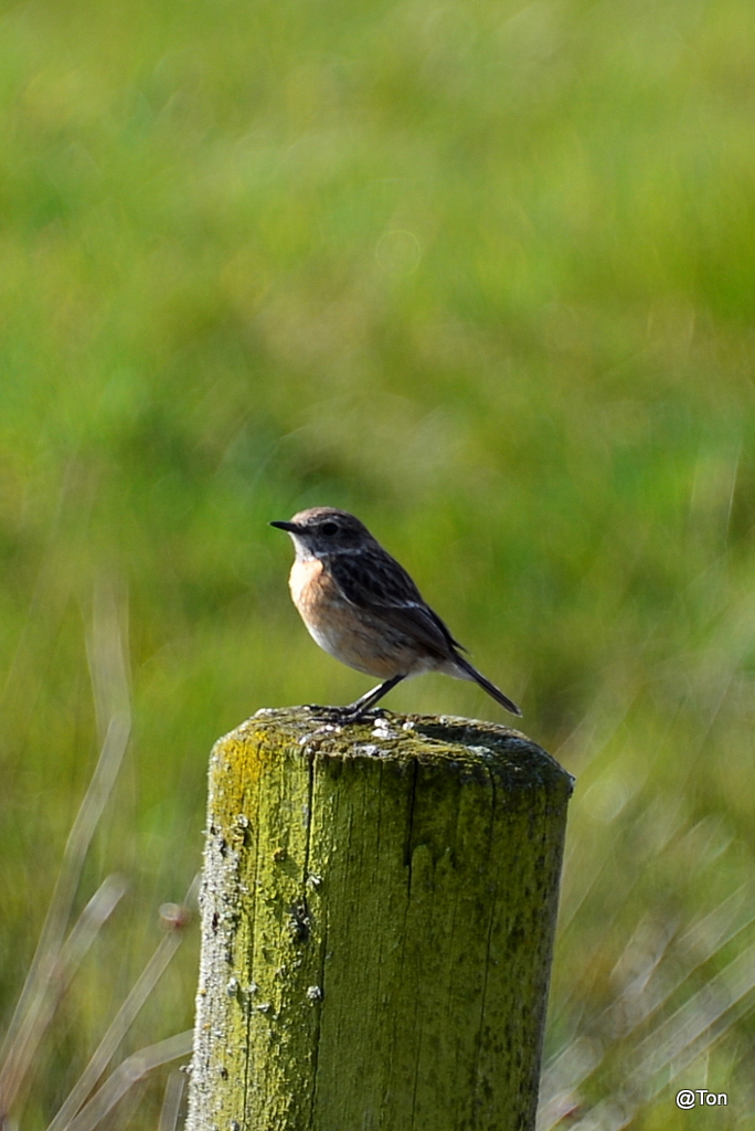 DSC_9221.JPG