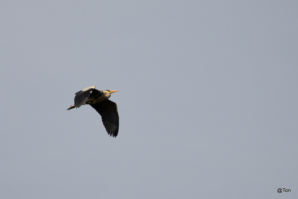 DSC_9244.JPG - Blauwe reiger