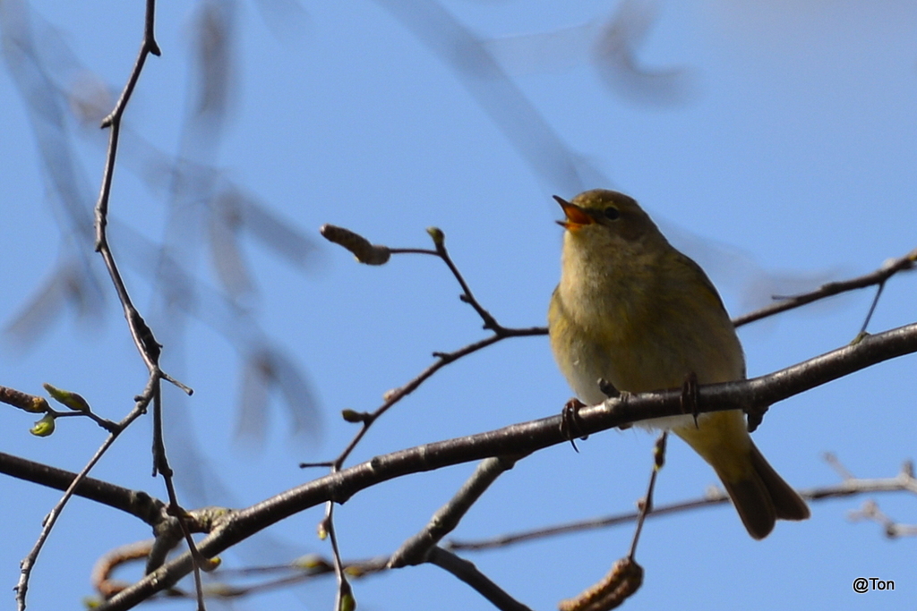 DSC_9294.JPG - Fitis