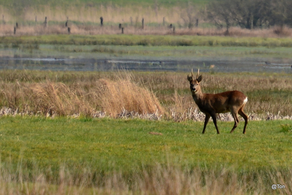 DSC_9332.JPG - Ree