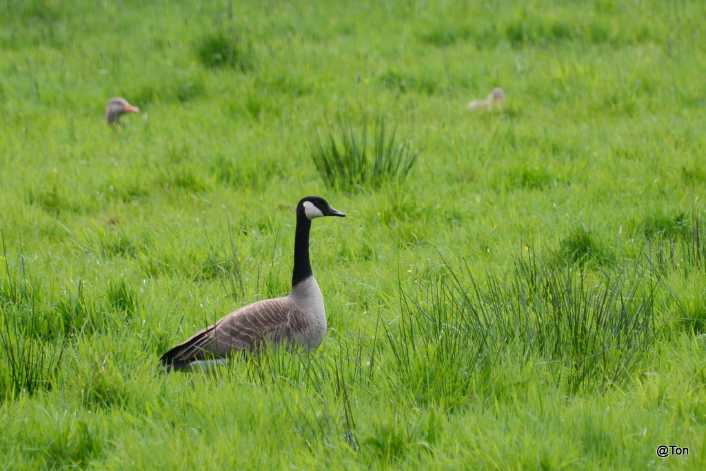 DSC_0872.JPG - Canadese gans