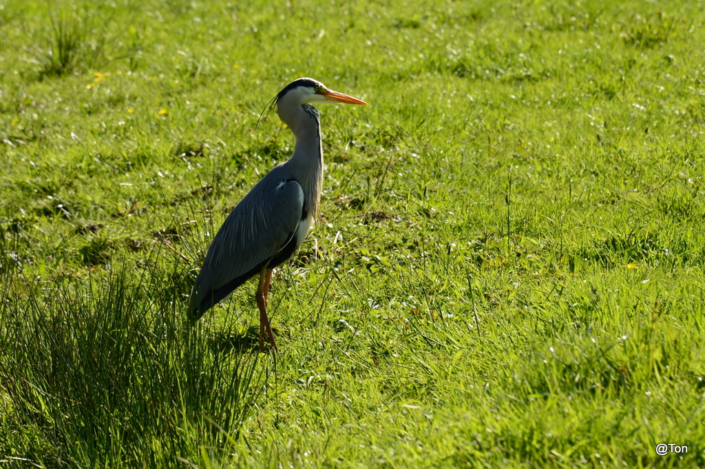 DSC_1119.JPG - Blauwe reiger