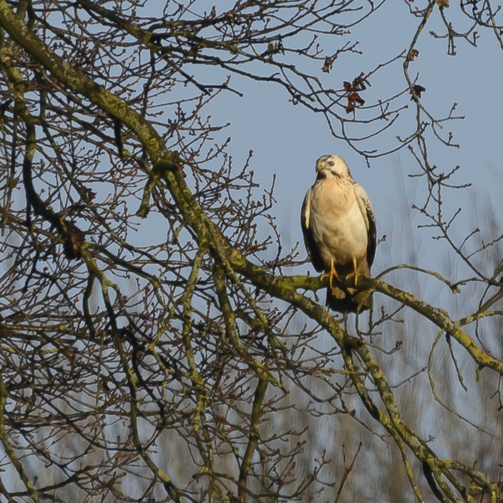 DSC_2902.jpg