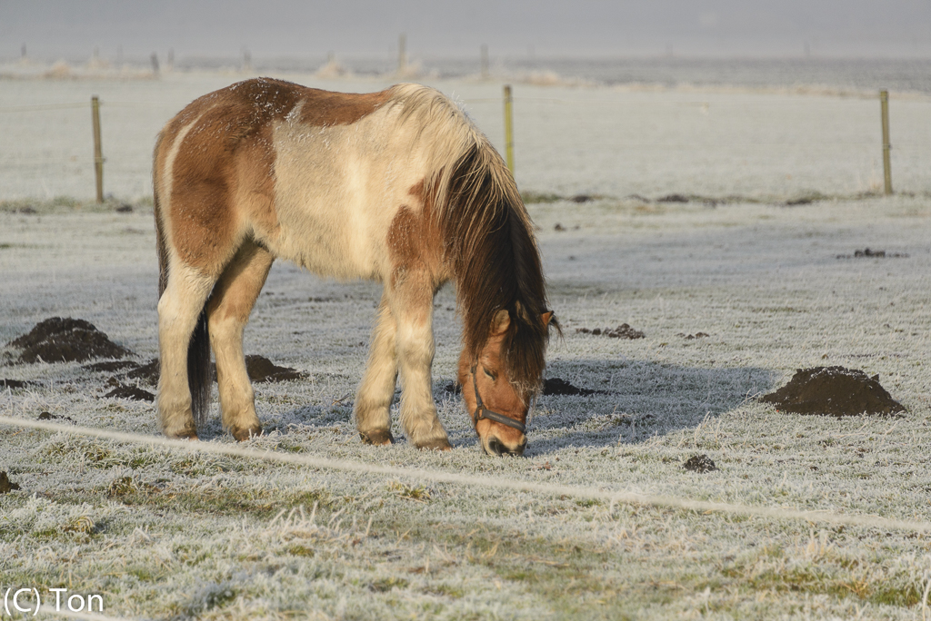 DSC_2763.jpg