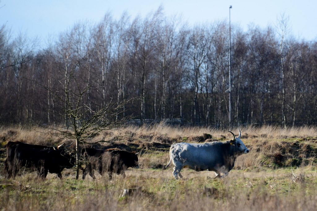 DSC_7242.JPG