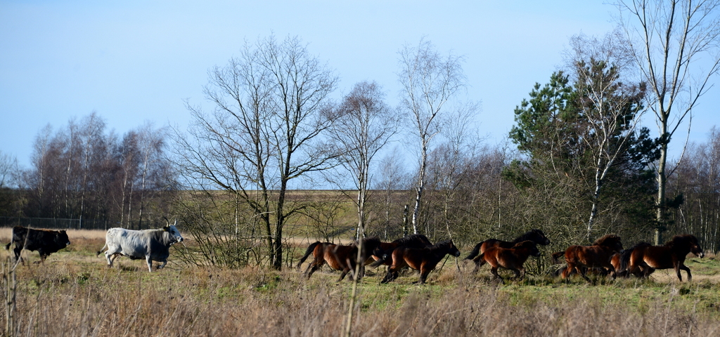 DSC_7245.JPG - Tauros runderen en exmoor pony's