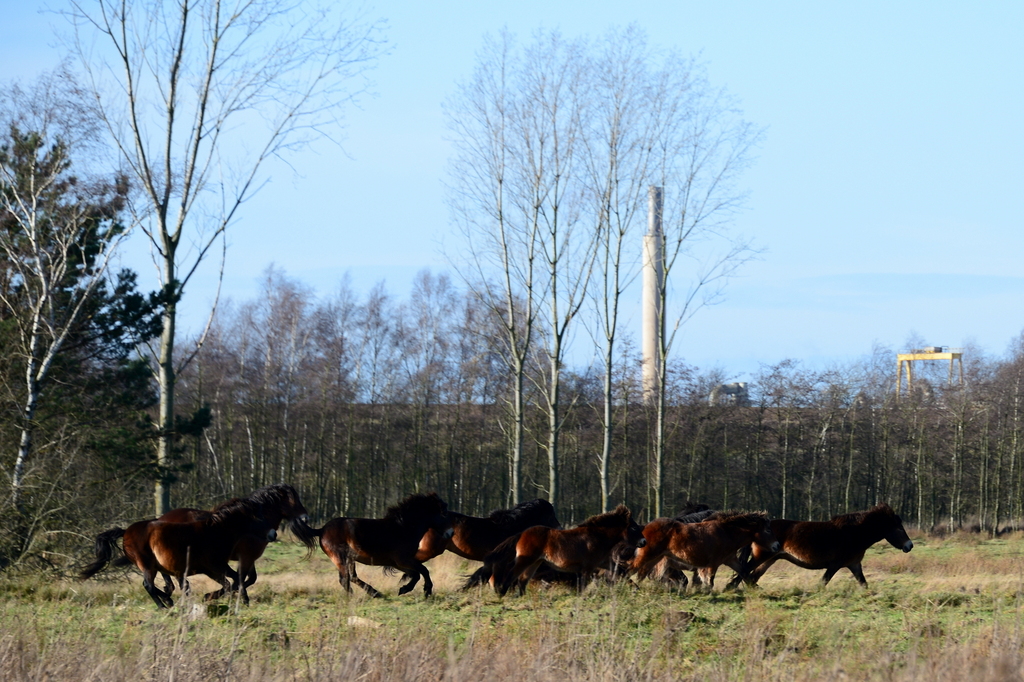 DSC_7247.JPG - Exmoop pony's op de vlucht