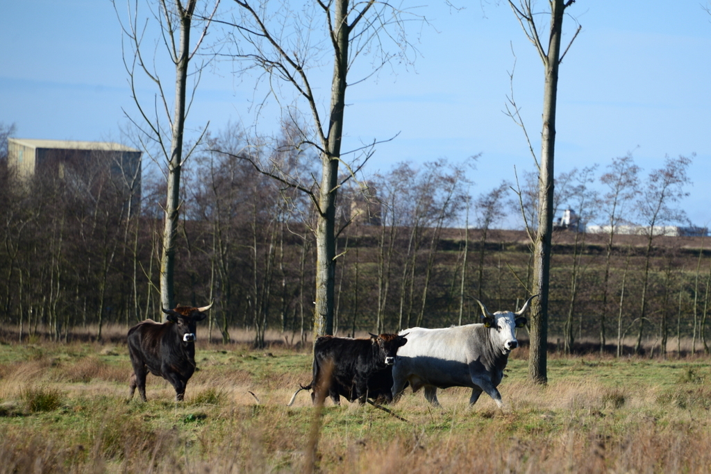 DSC_7256.JPG - tauros runderen