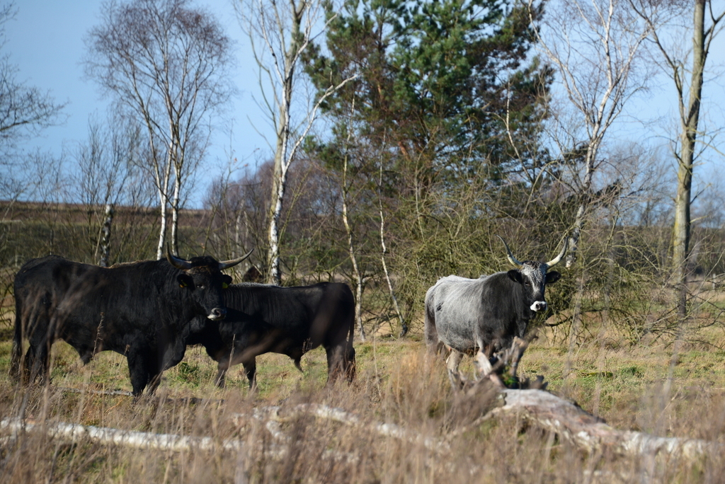 DSC_7265.JPG
