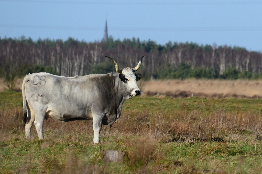 DSC_7269.JPG