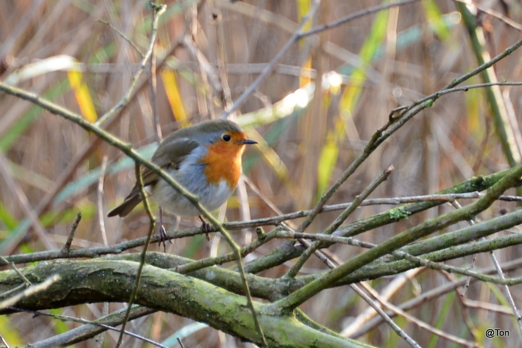 DSC_7387.JPG