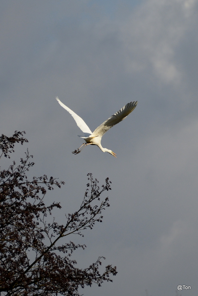 DSC_7405.JPG - Zilverreiger