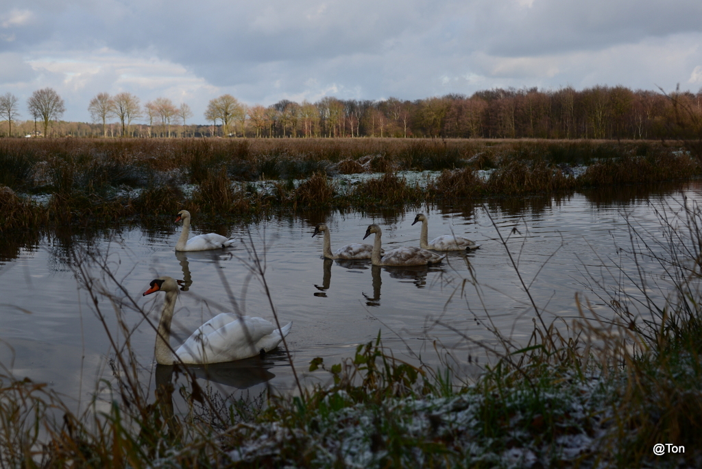 DSC_7423.JPG - Knobbelzwanen met 3 jonge zwanen
