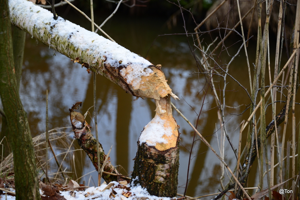DSC_7428.JPG - Werk van een bever...