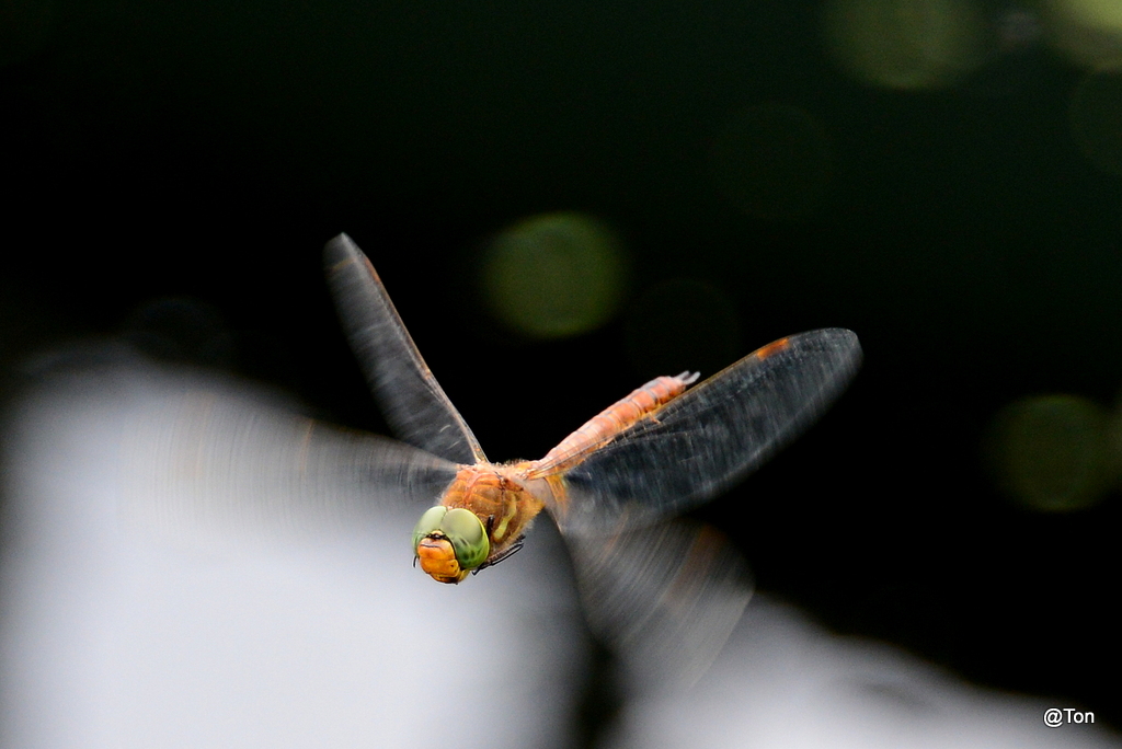 DSC_4350.JPG - Libel in de lucht....