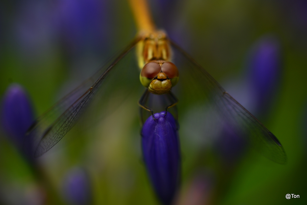 DSC_4917.JPG