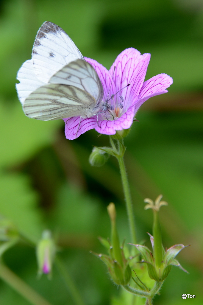 DSC_4292.JPG