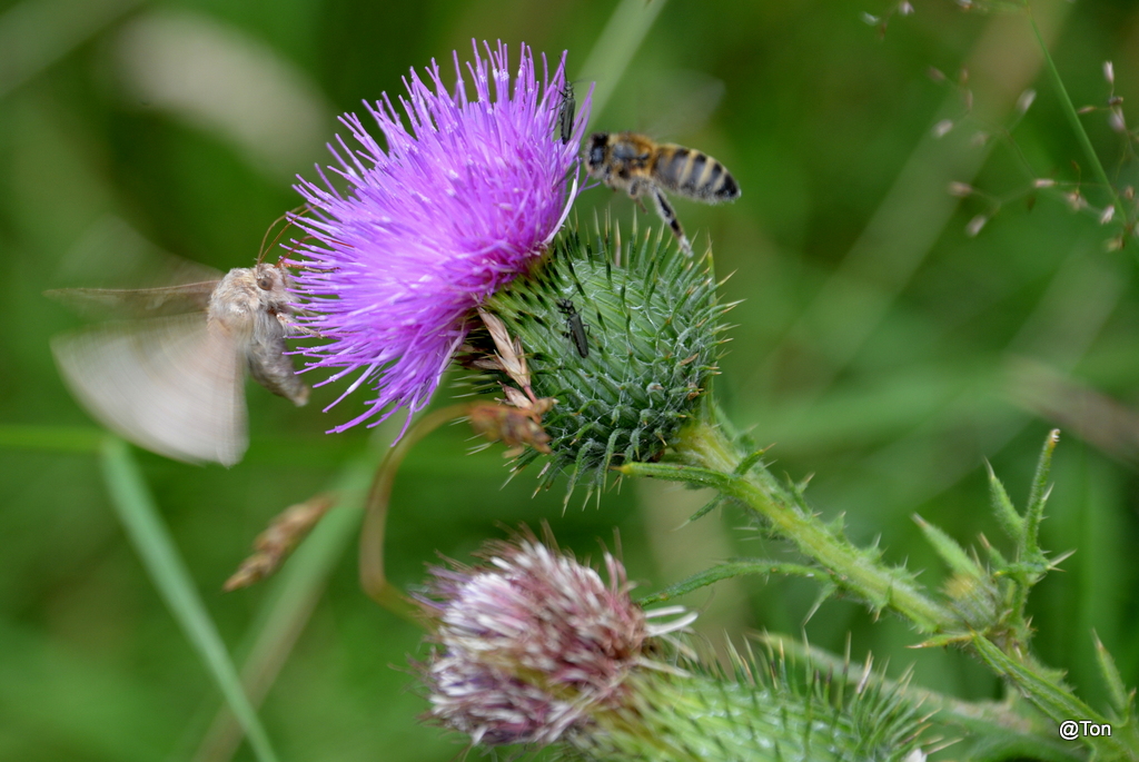 DSC_4320.JPG - Het is druk op de distel