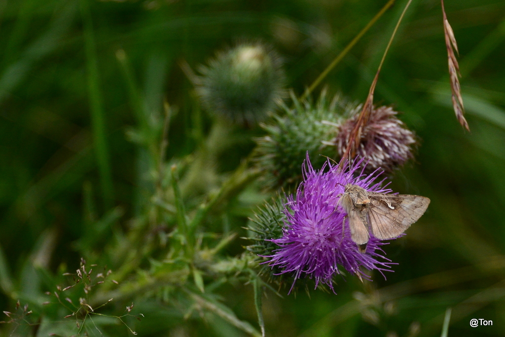 DSC_4353.JPG - Gamma uiltje op een distel