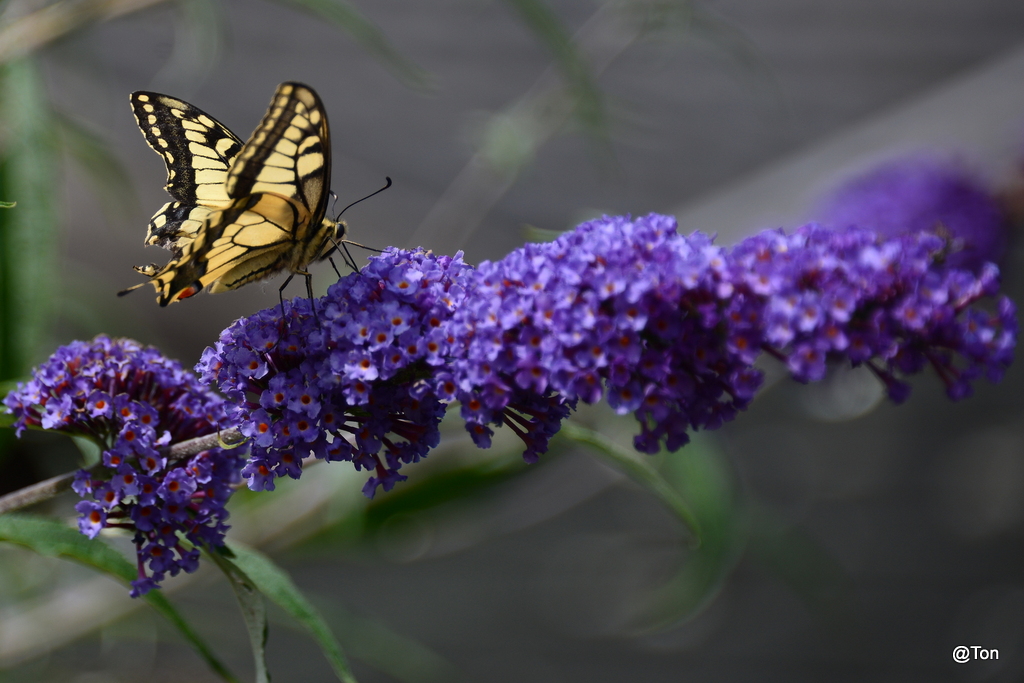 DSC_4751.JPG - Koninginnepage