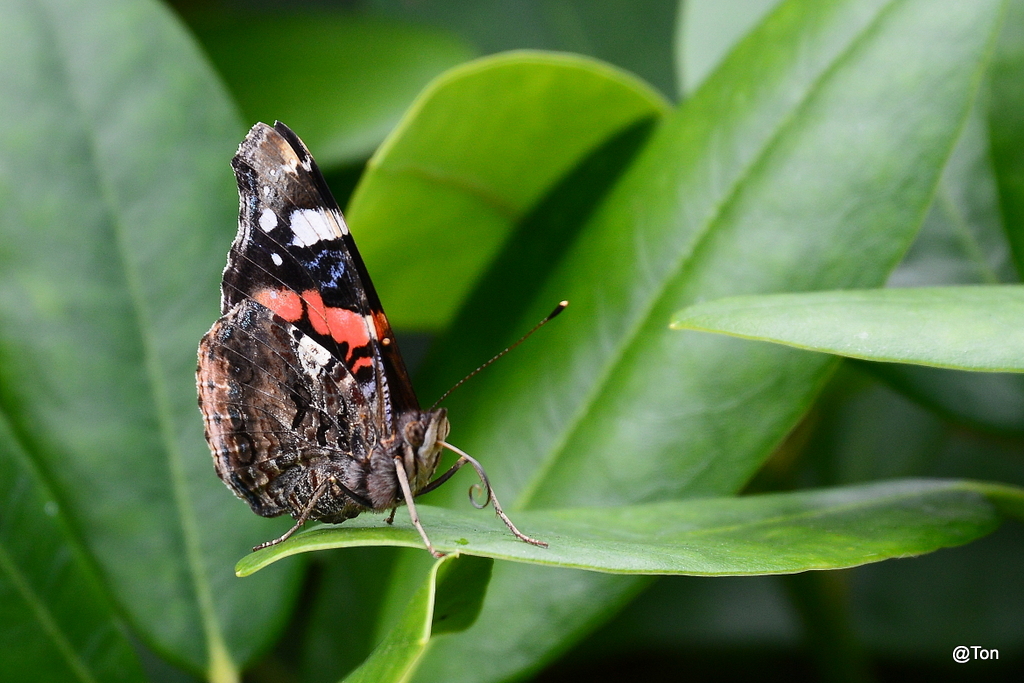 DSC_5319.JPG - Atalanta