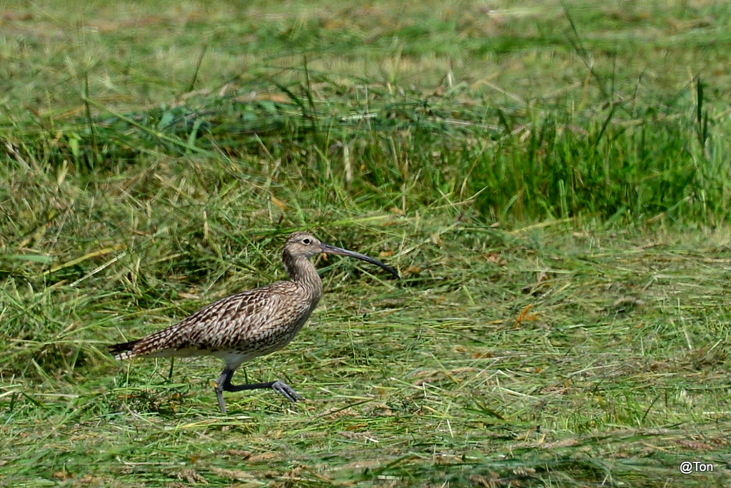 DSC_3546.JPG - Wulp