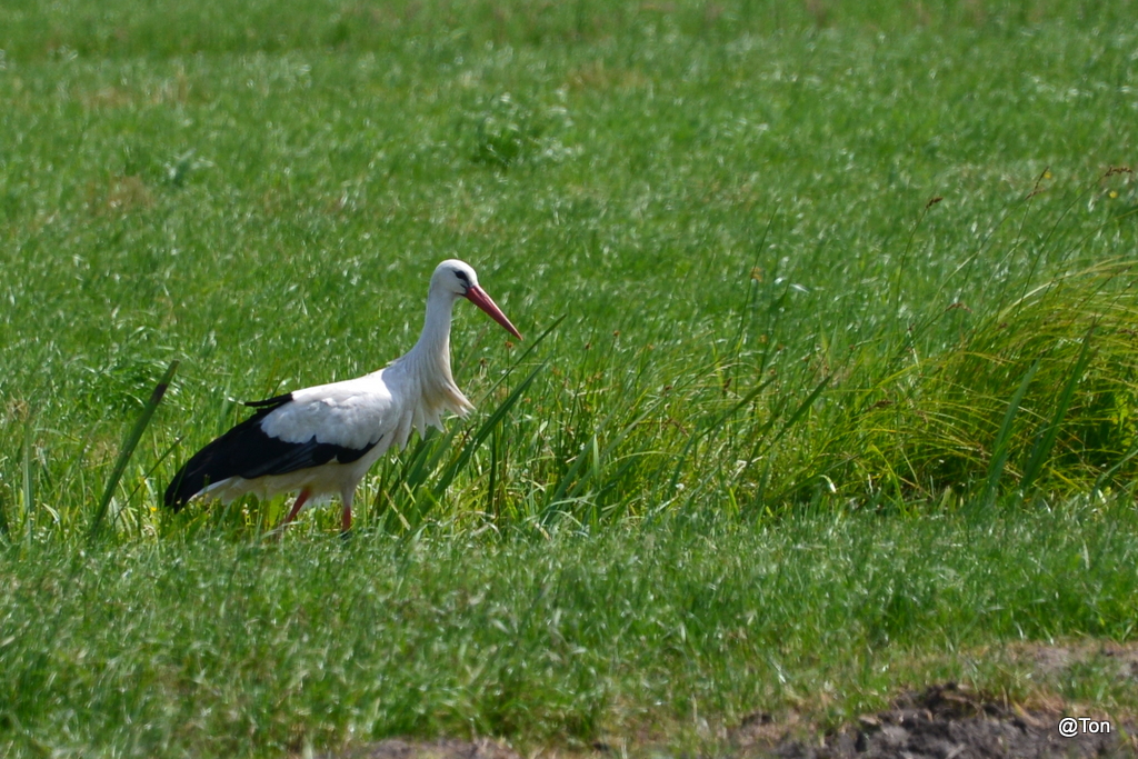 DSC_3566.JPG - ooievaar